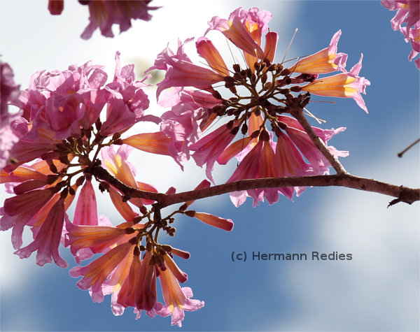 Handroanthus impetiginosus