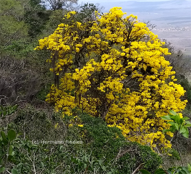 Handroanthus sp. (Ipê-amarelo)