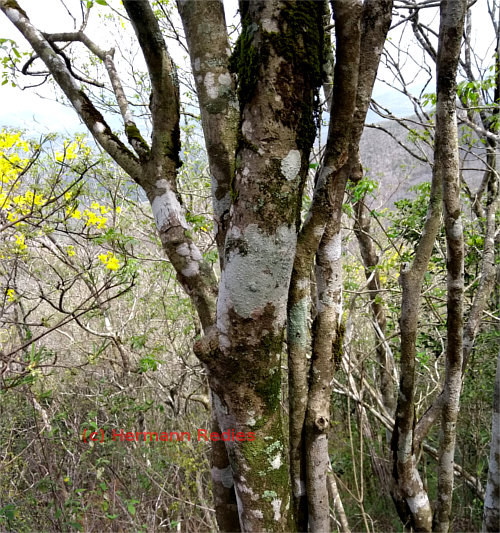 Handroanthus sp. (Ipê-amarelo)