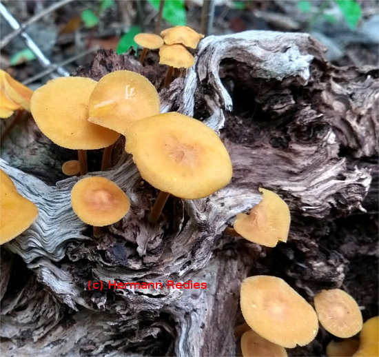 Heimiomyces sp1
