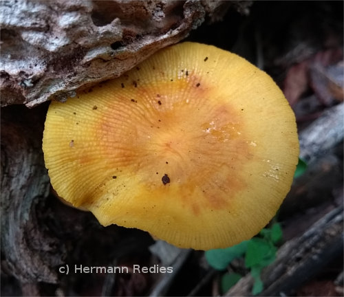 Heimiomyces sp1