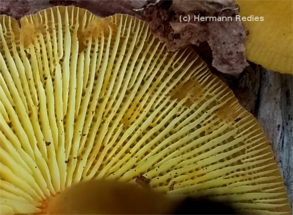 Heimiomyces sp1