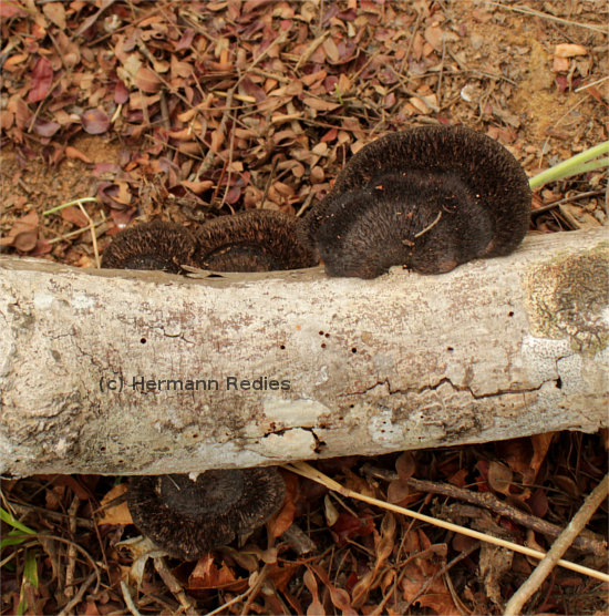 Hexagonia hydnoides