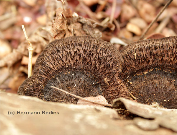 Hexagonia hydnoides