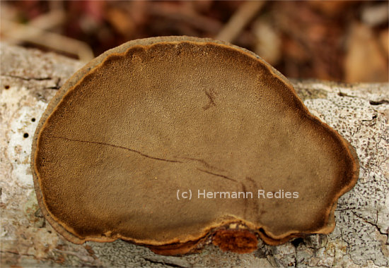 Hexagonia hydnoides
