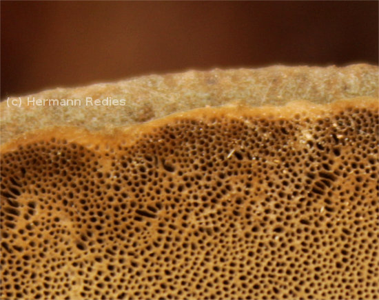 Hexagonia hydnoides