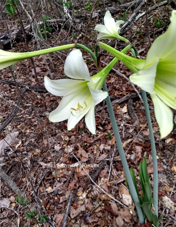 Hippeastrum elegans (Açucena)