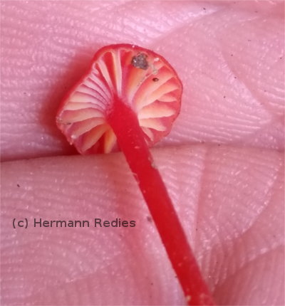 Hygrocybe sp1