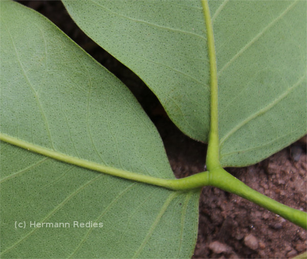 Hymenaea courbaril