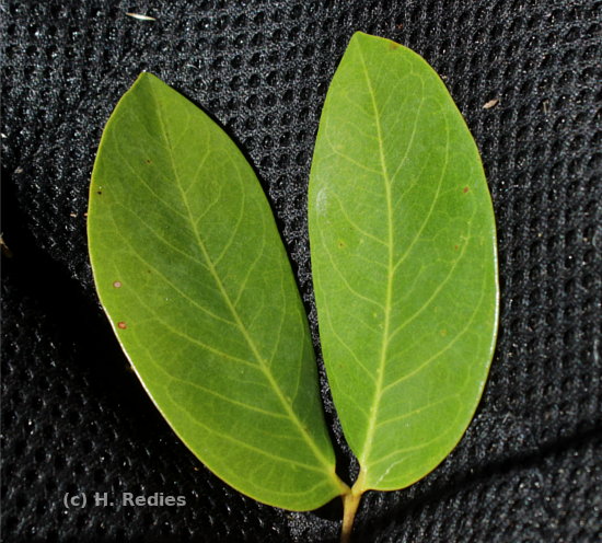Hymenaea courbaril