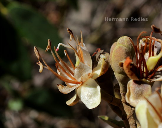 Hymenaea courbaril