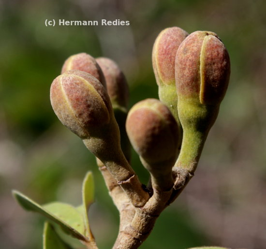 Hymenaea courbaril