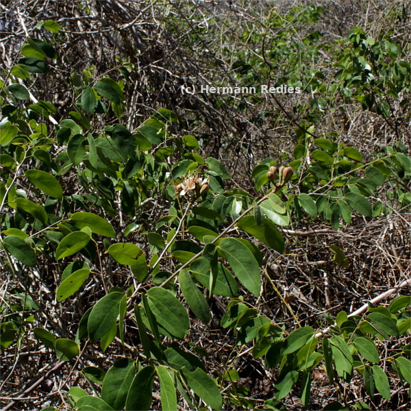 Hymenaea courbaril