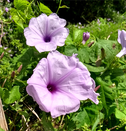 Ipomoea bahiensis (Jitirana)