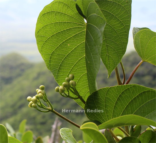 Ipomoea batatoides