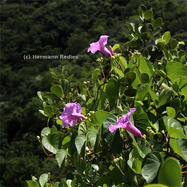 Ipomoea batatoides