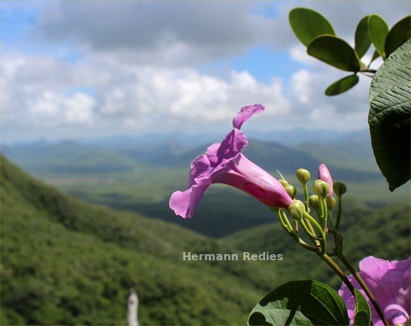 Ipomoea batatoides