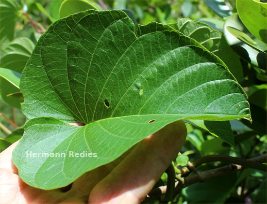 Ipomoea batatoides