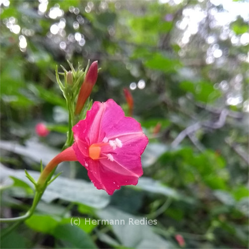 Ipomoea hederifolia (Jitirana)