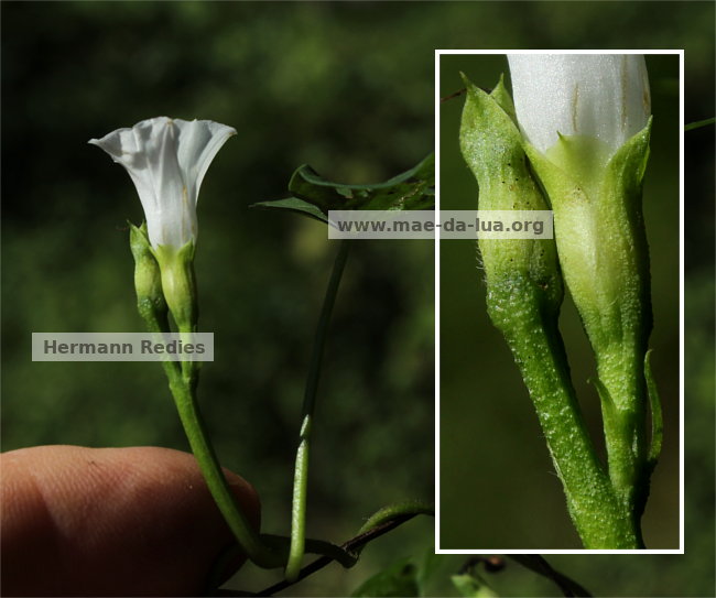 Ipomoea sp1