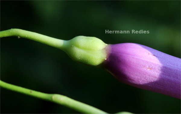 Ipomoea sp3