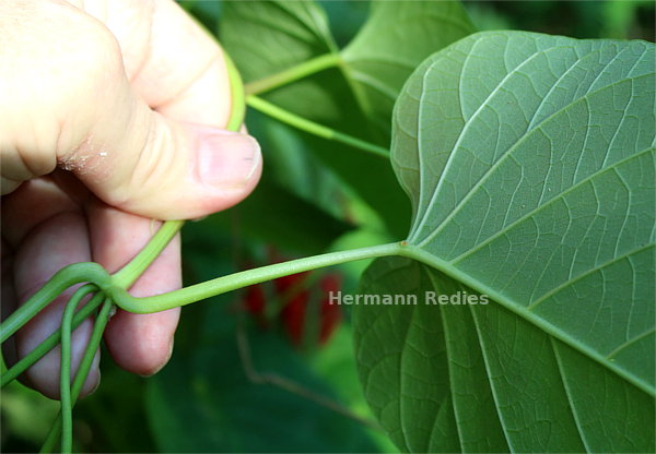 Ipomoea sp3