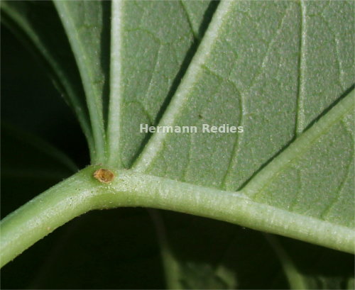 Ipomoea sp3