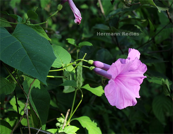 Ipomoea sp3