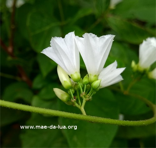 Jacquemontia nodiflora