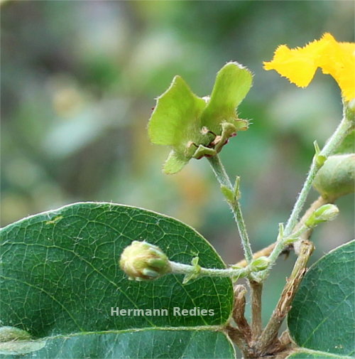Malpighiaceae sp1