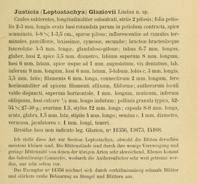 Justicia cf. glaziovii