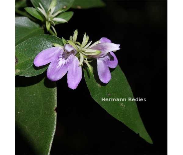 Justicia distichophylla