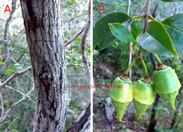 Lafoensia sp.