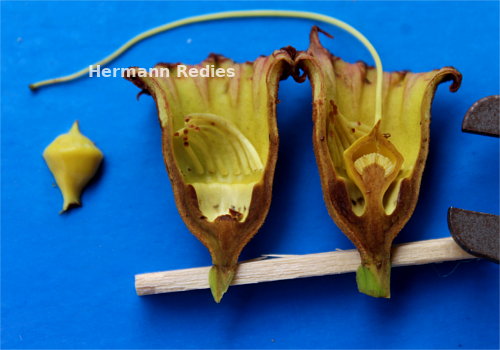 Lafoensia sp.