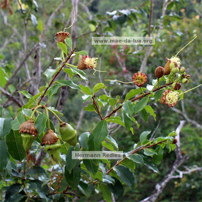 Lafoensia sp1