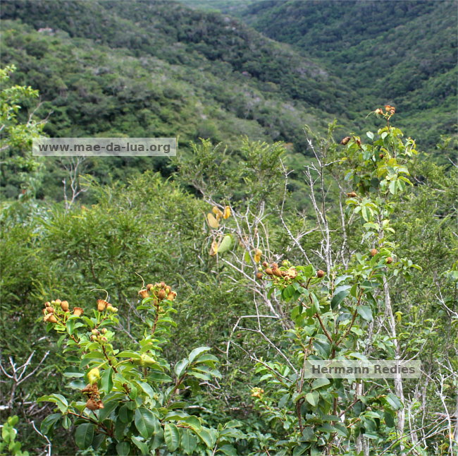Lafoensia sp1