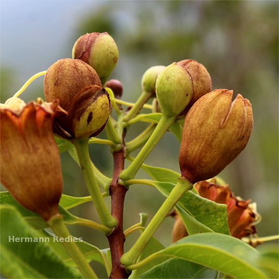 Lafoensia sp1
