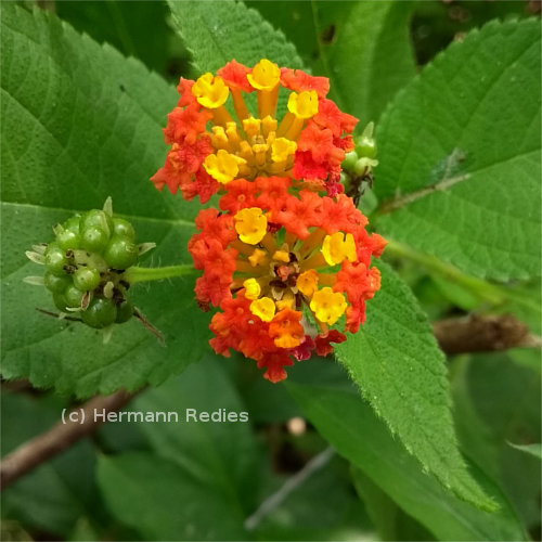 Lantana camara (Camará-chumbinho)
