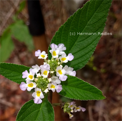 Lantana canescens