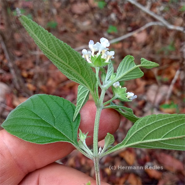 Lantana canescens