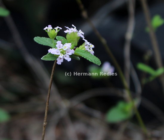 Lantana sp2