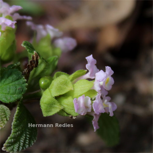Lantana sp2