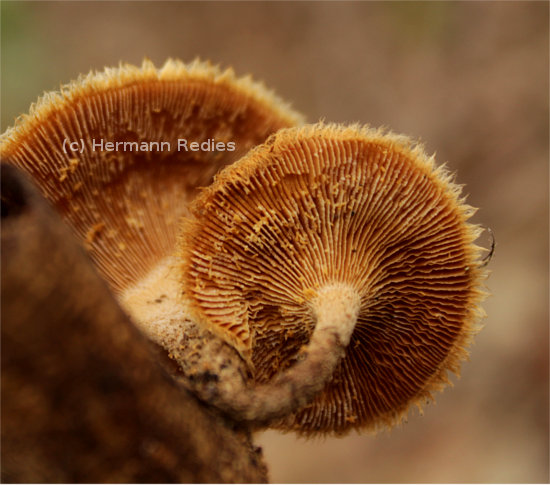 Lentinus sp1