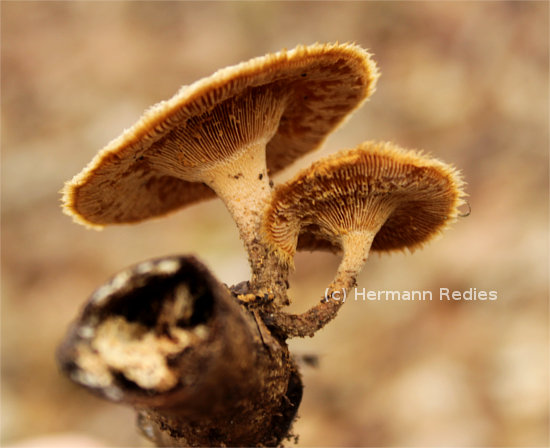 Lentinus sp1