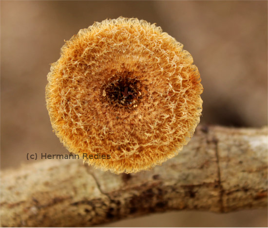Lentinus sp1