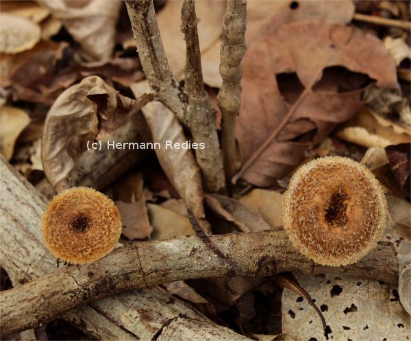 Lentinus sp1