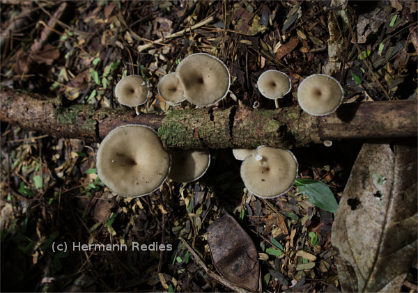 Pequenos cogumelos Lentinus sp. 