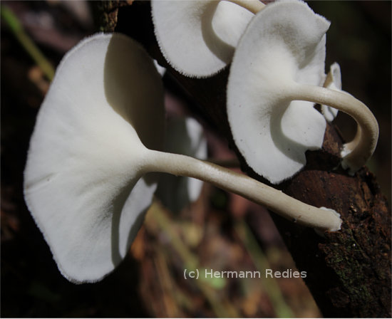 Lentinus tricholoma