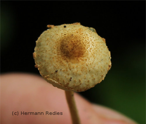 Lepiota cf. erythosticta