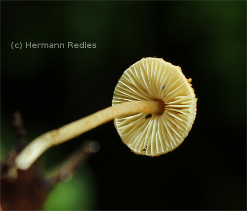 Lepiota cf. erythosticta